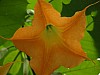 Mondo Verde 028.jpg