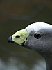 Mondo Verde 105.jpg